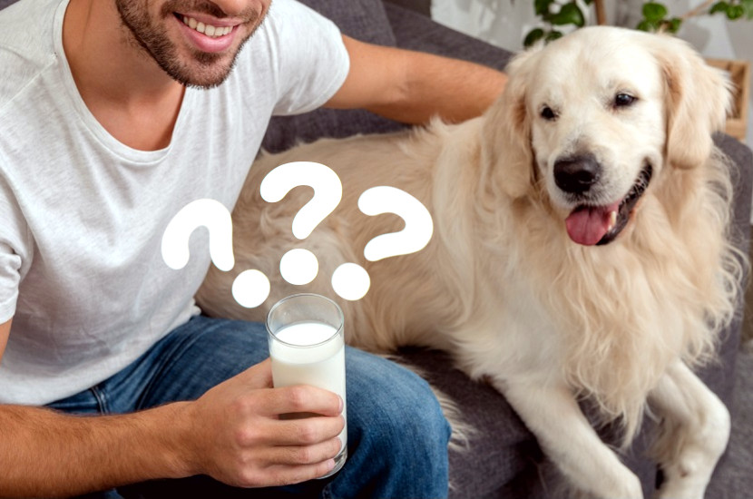 Can Dogs Drink Milk? Here's the Answer! Dog to Man