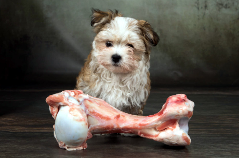 Feeding Your Dog Raw Food Pros and Cons Dog to Man