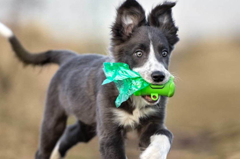 Can Dogs Get Heartworm From Eating Poop