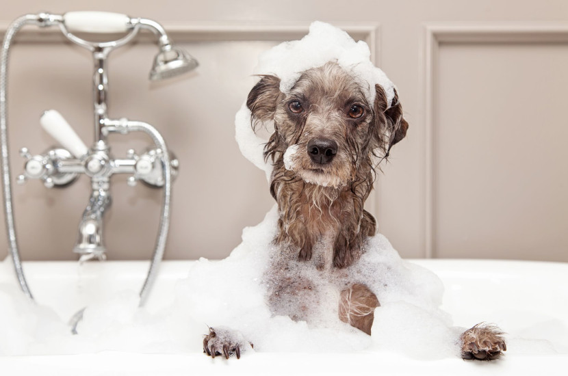 How Often Should You Wash Your Dog? Dog to Man