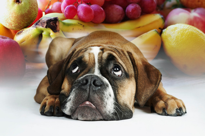 Can Dogs Eat Fruits? Dog to Man