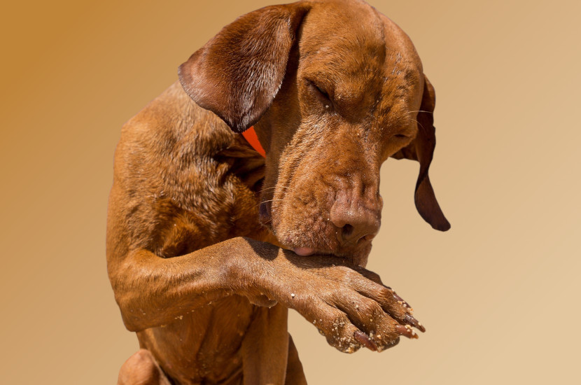 7 Reasons Why Do Dogs Lick Their Paws Dog to Man
