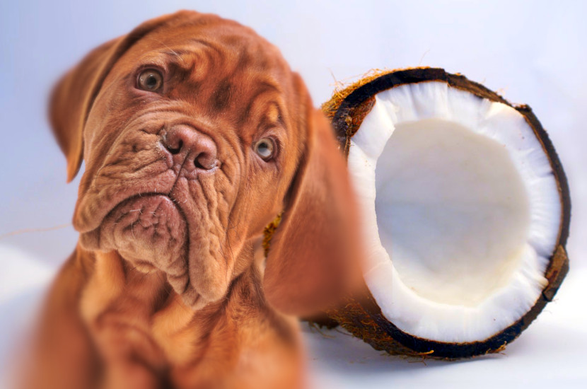 Can Dogs Eat Coconut? Dog to Man
