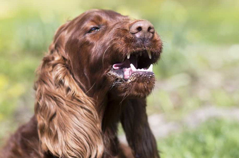 Why Is My Dog Sneezing a Lot? Dog to Man