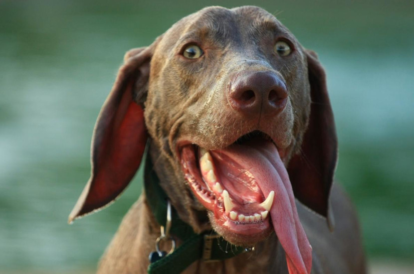 Do Dogs Sweat Through Their Tongue