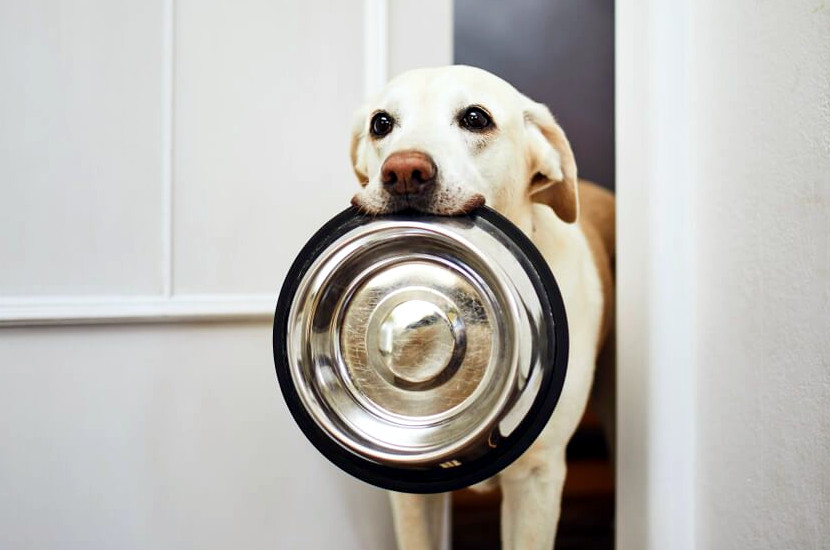How Often Should I Wash My Dog's Bowls? Dog to Man