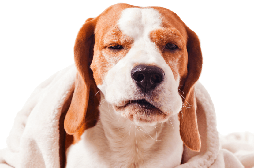 Dog Coughing 6 Common Reasons Why Dog to Man