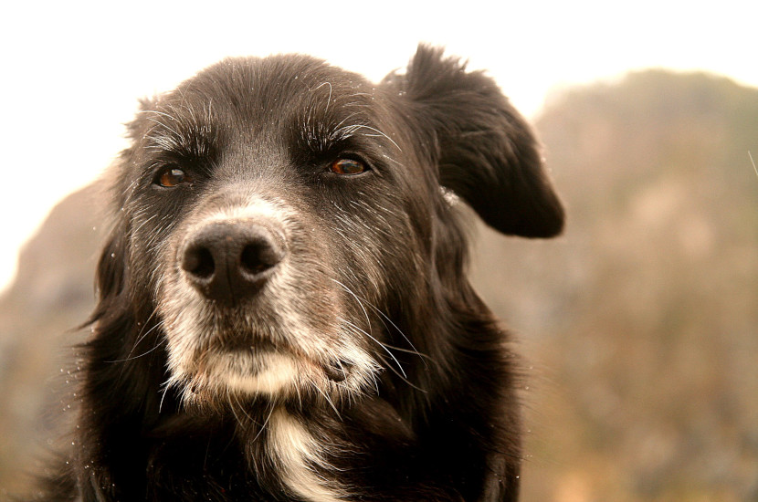 How Long Is a Dog’s Memory? Dog to Man