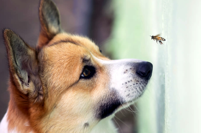 Dog Stung by Bee Here’s What to Do Next Dog to Man